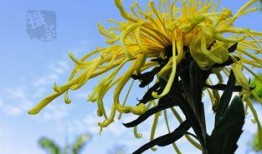 国产爆菊花,绽放民族特色的创新之花